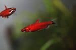 Red Aquarium Fish: 13 Types of Red Fish - A-Z Animals