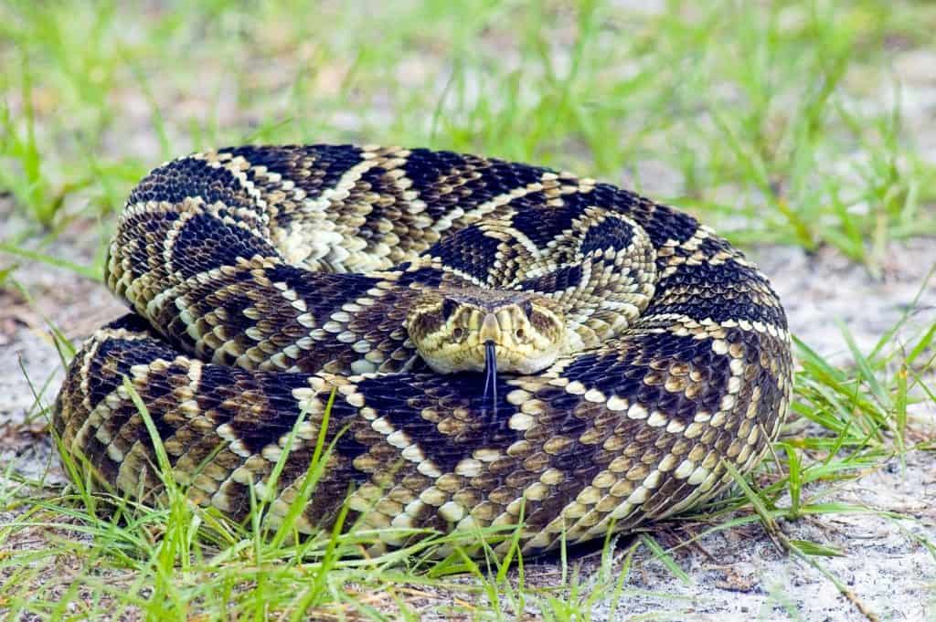 A coiled eastern diamondback rattlesnake, Crotalus adamanteus, looking straight at the camera, its forked tongue extended.