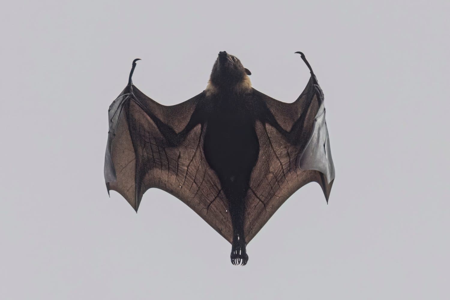 Wild Samoan Fruit Bat in the National Park of American Samoa on the island of Tutuila.
