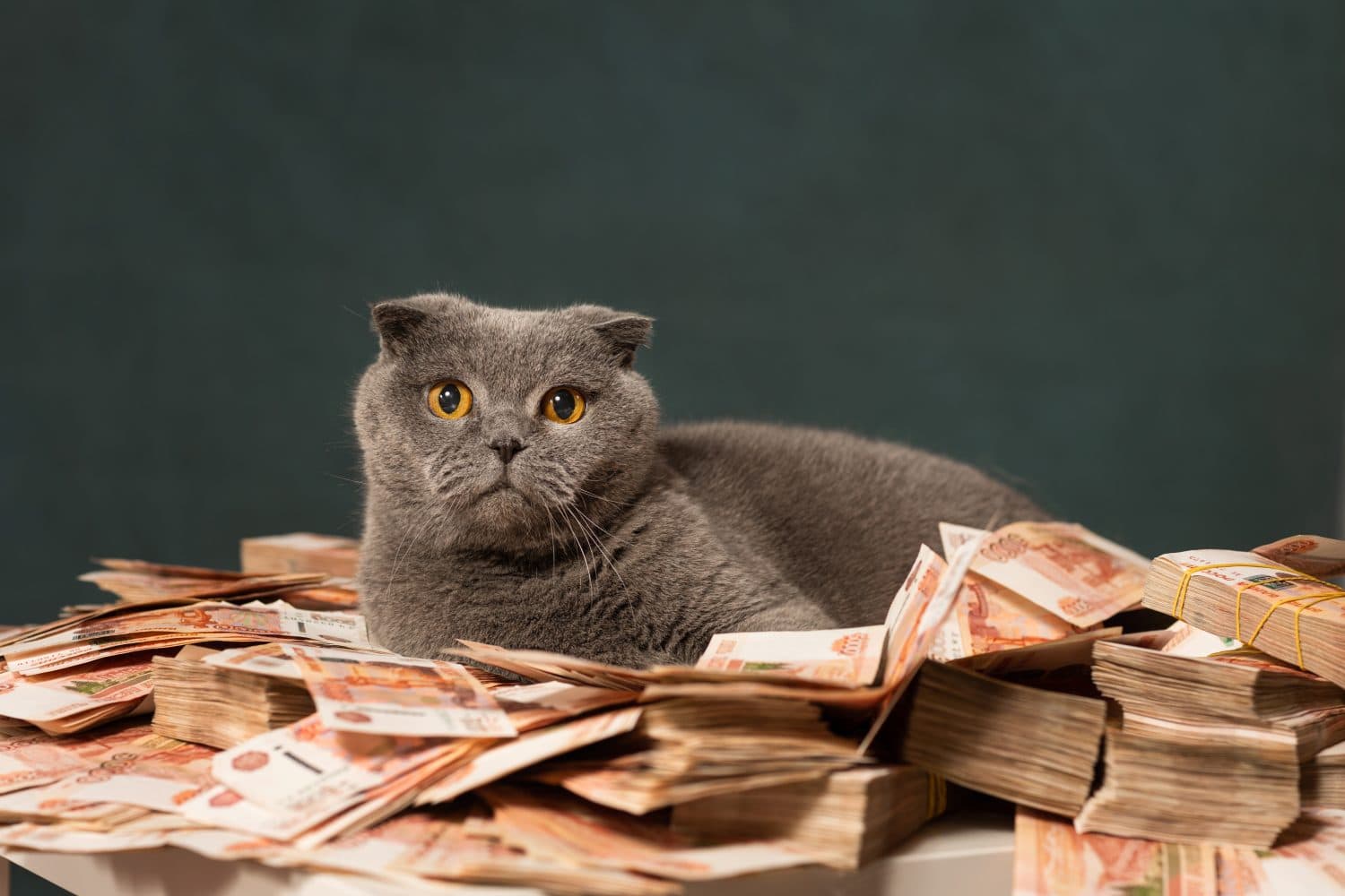 a beautiful British cat and a lot of money, rubles