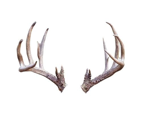 White Tailed Deer (Odocoileus virginianus) Antler Rack Isolated on a White Background