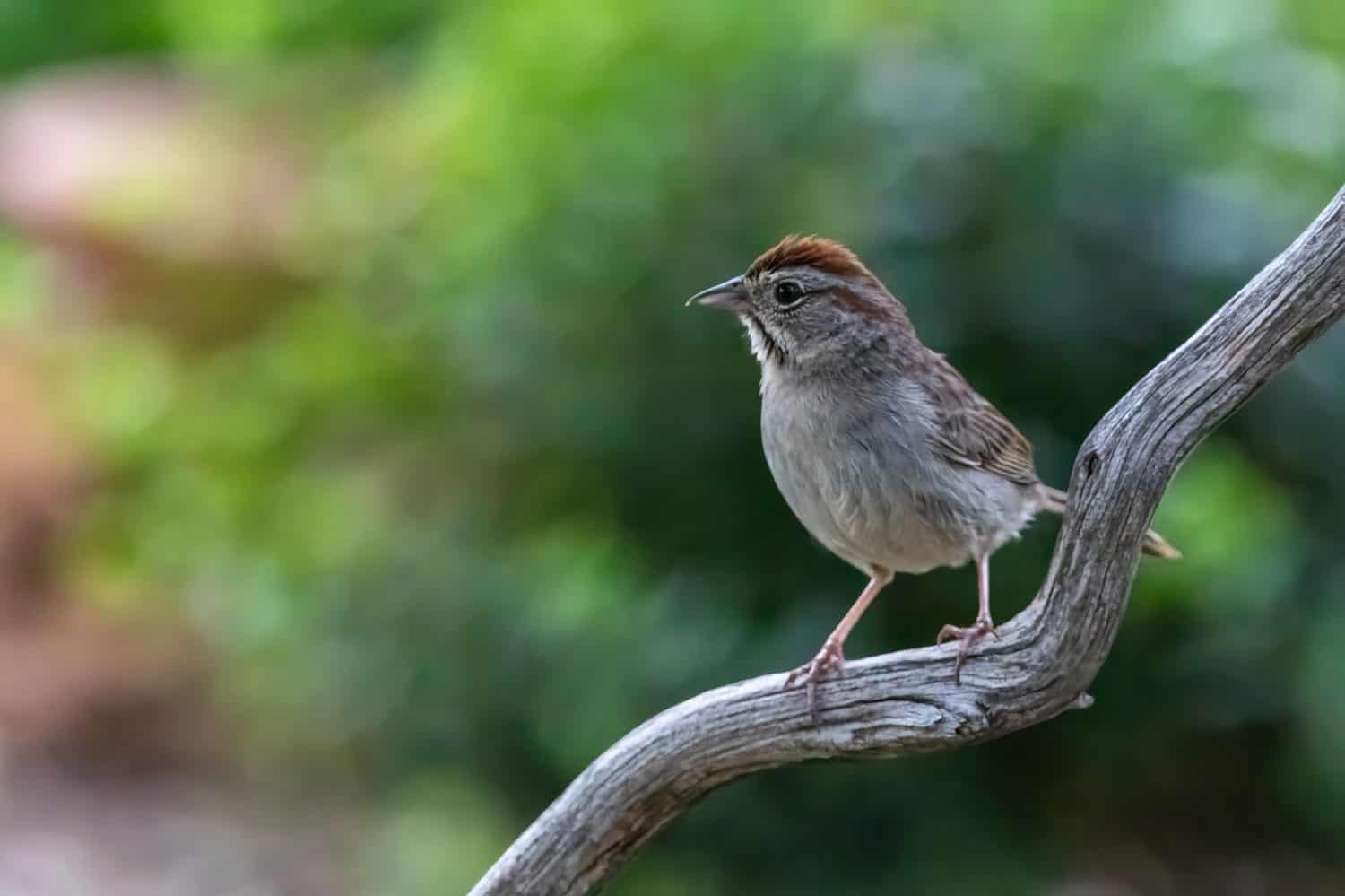 Rufous-crowned sparrow resting on a tree limb