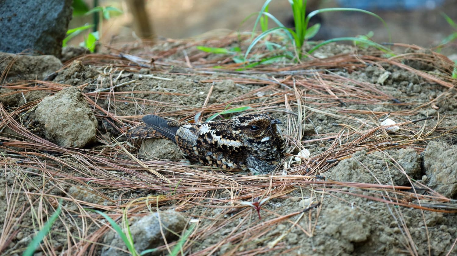 A mother Puerto Rican nightjar bird on her nest in the forest. Burung Cabak. Side View