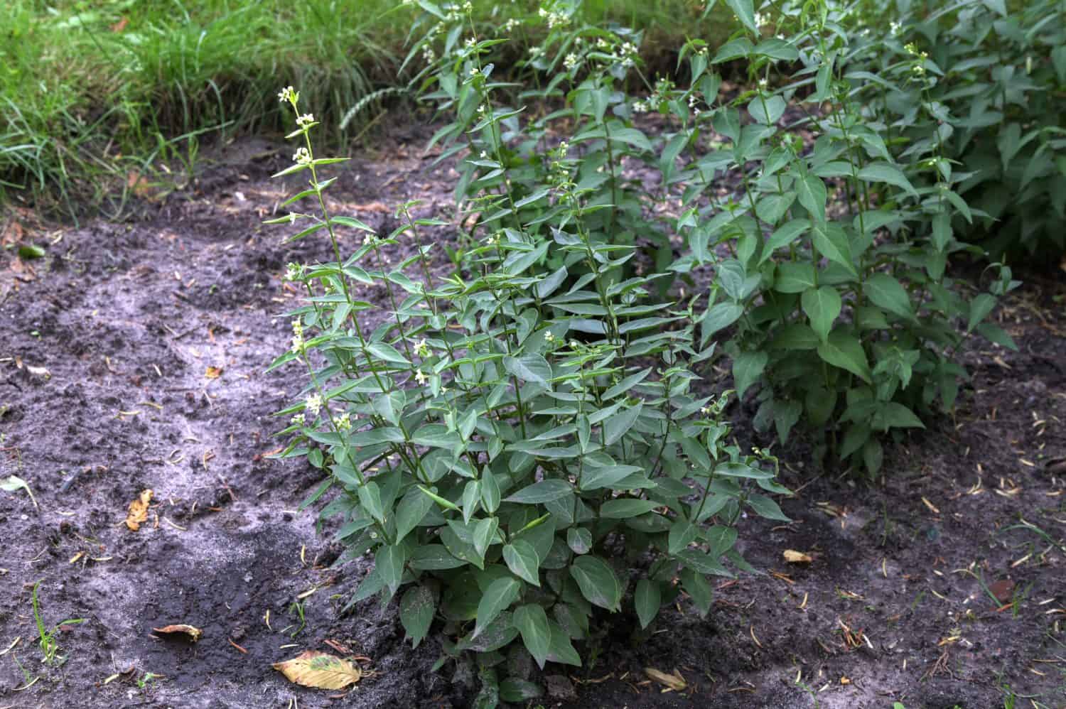 Vincetoxicum hirundinaria (Swallow-?wort, White Swallowwort) herbal medicine.hirundinaria, white swallow-wort. Wild plant shot in summer.