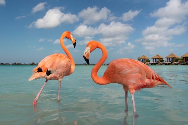 Male vs. Female Flamingos: 4 Key Differences - A-Z Animals
