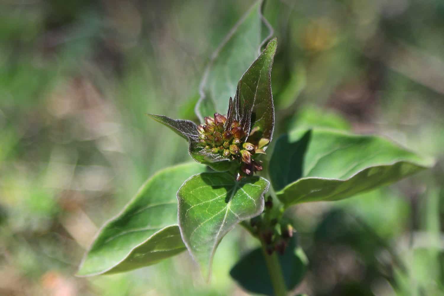 Vincetoxicum pannonicum in Buda&ouml;rs, Hungary