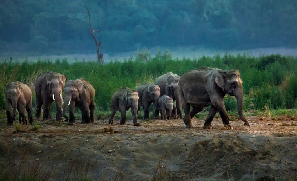 Indian Wildlife Elephant Life in forest