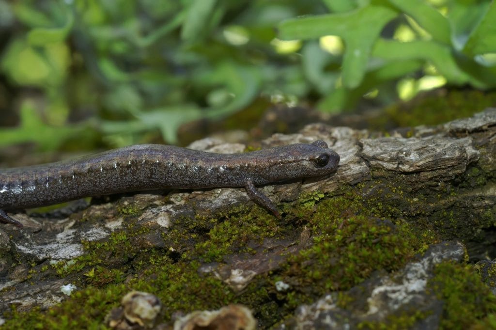 Natural closeup on the small Black bellied slender salamander , Batrachoseps nigriventris on a moss covered rock