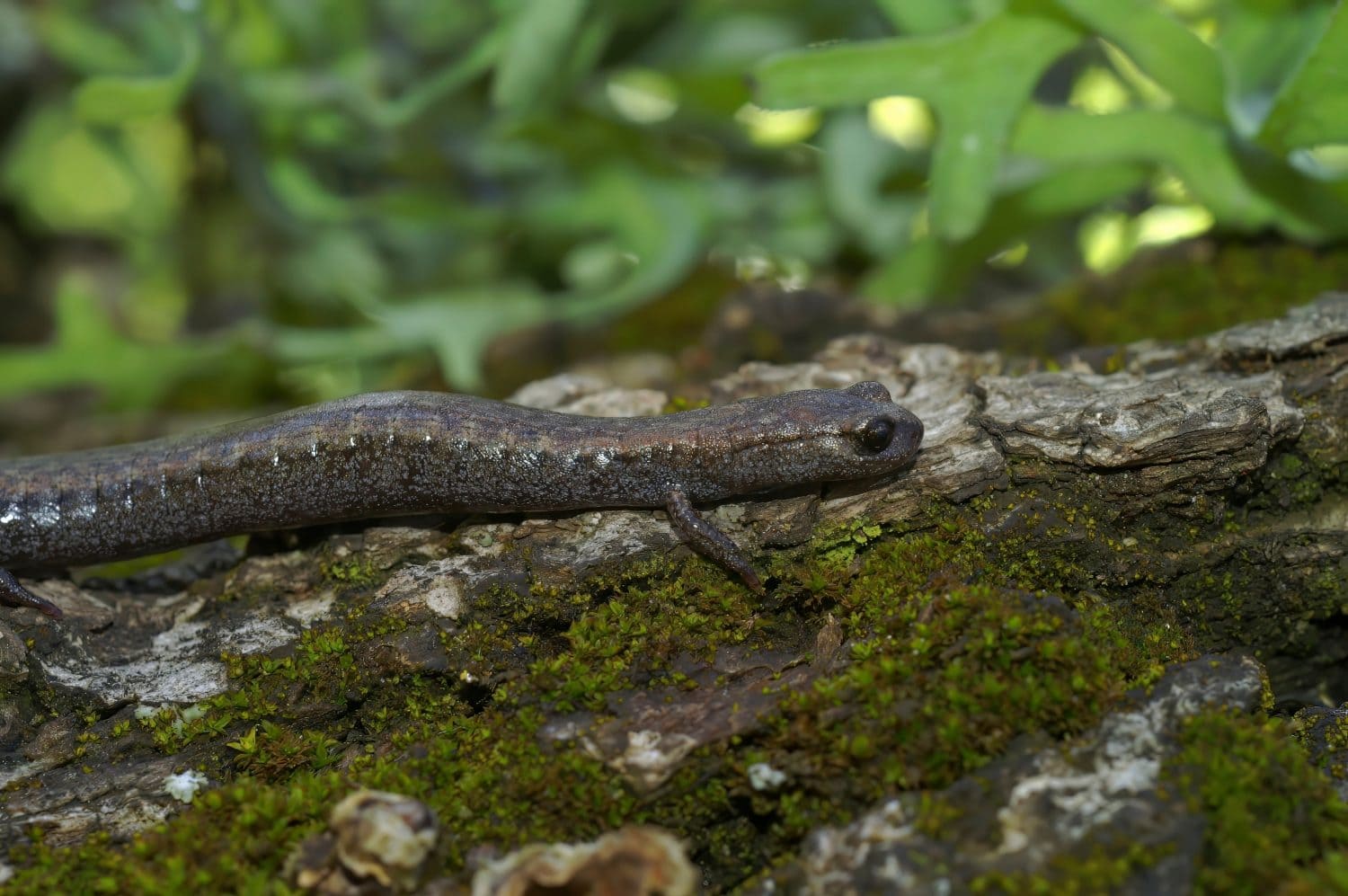 Natural closeup on the small Black bellied slender salamander , Batrachoseps nigriventris on a moss covered rock