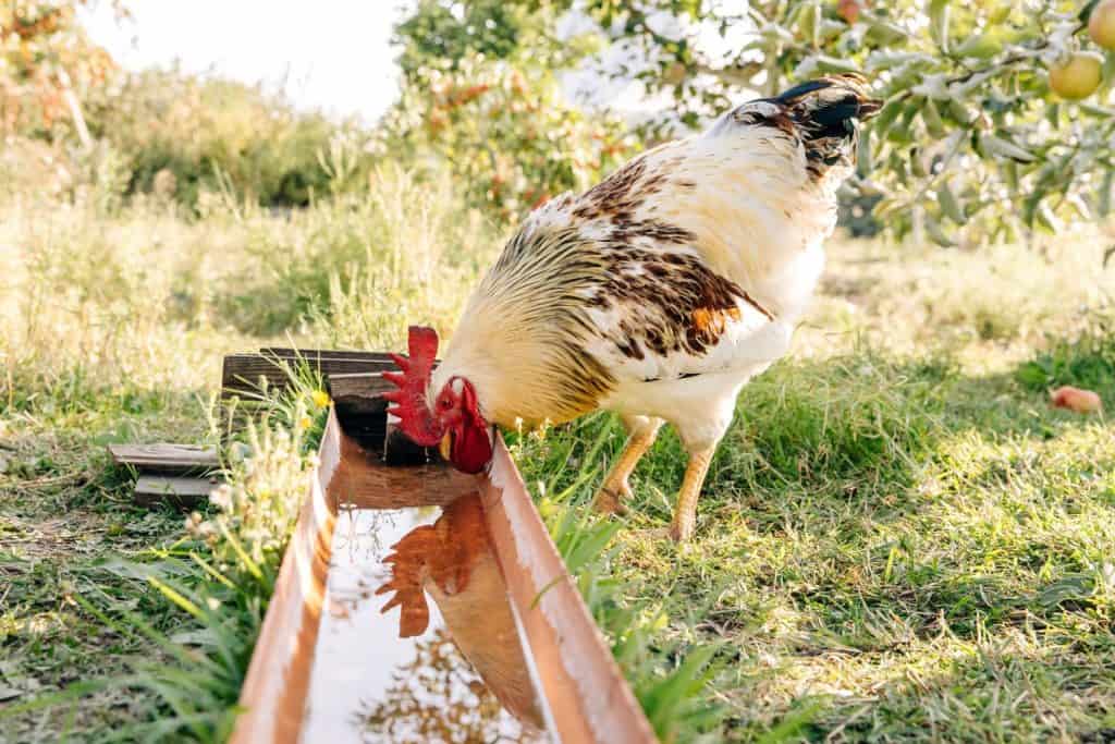 chickens drinking water on the run