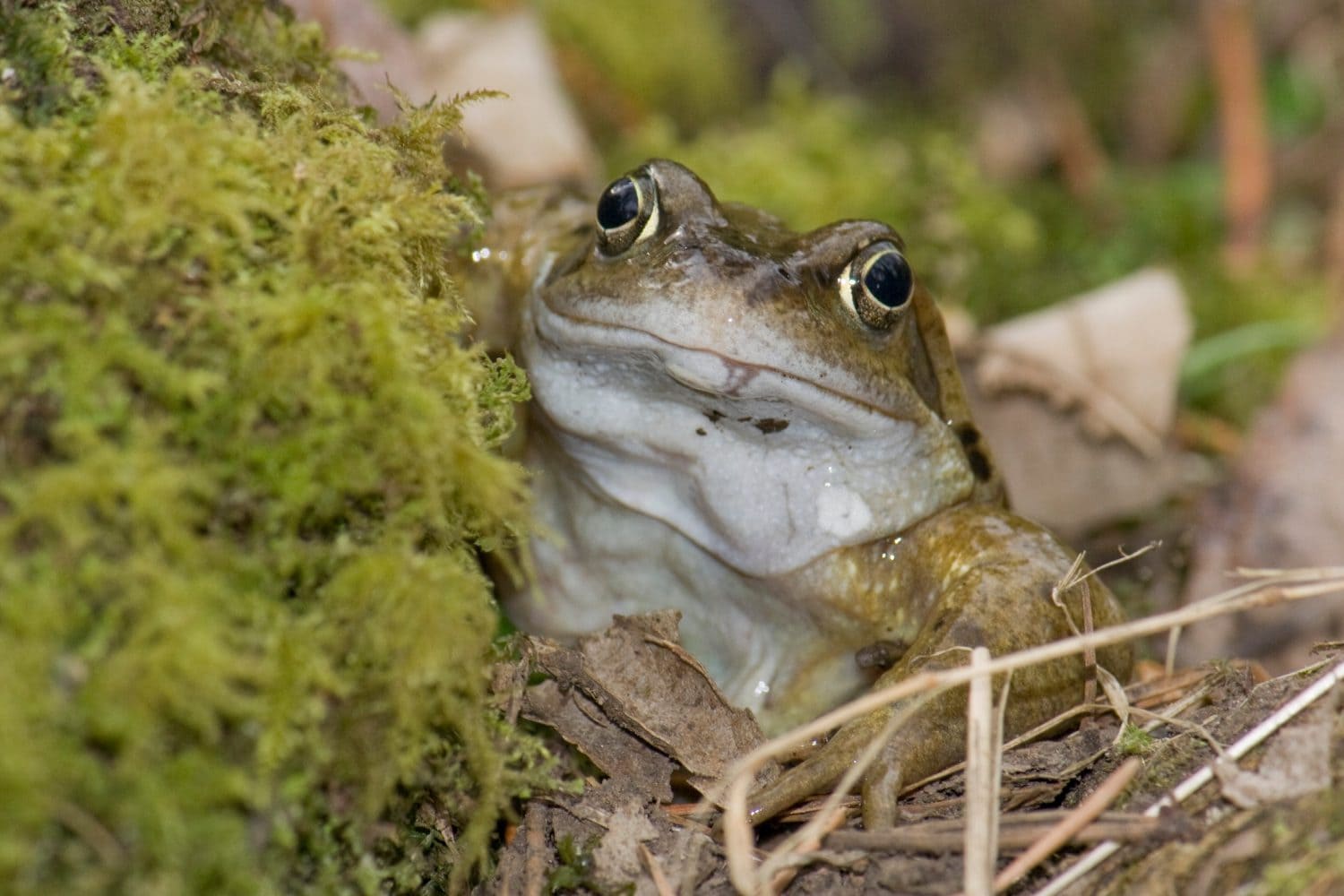 Adult Common Frog male portrait on mossy leaf litter UK