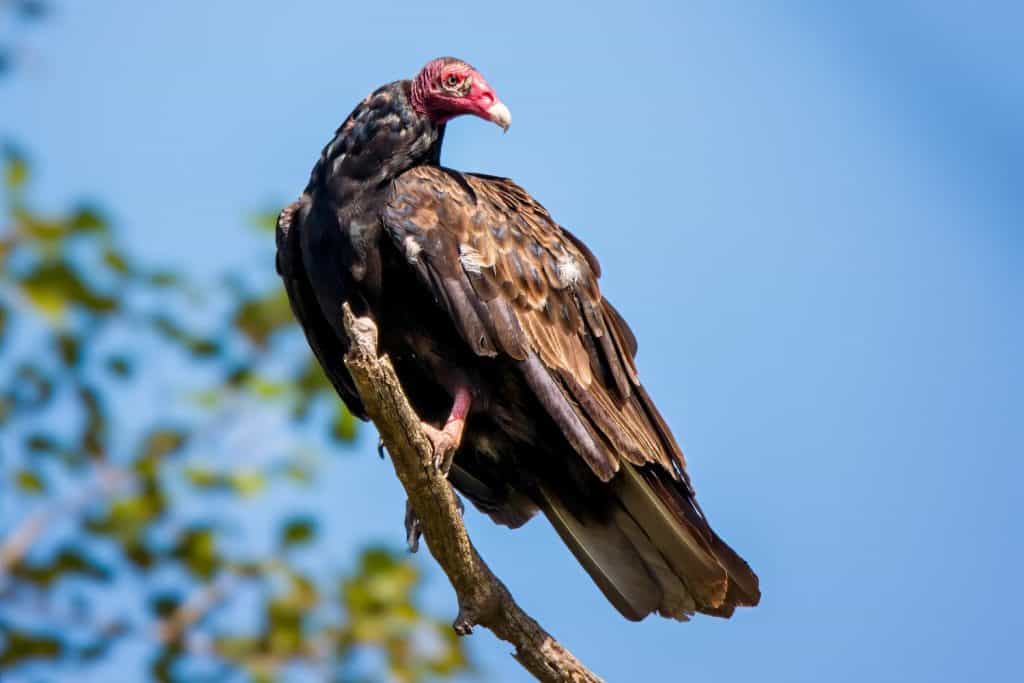 Turkey Vulture (Cathartes aura) perched high on dead tree branch in the Chippewa National Forest, northern Minnesota USA