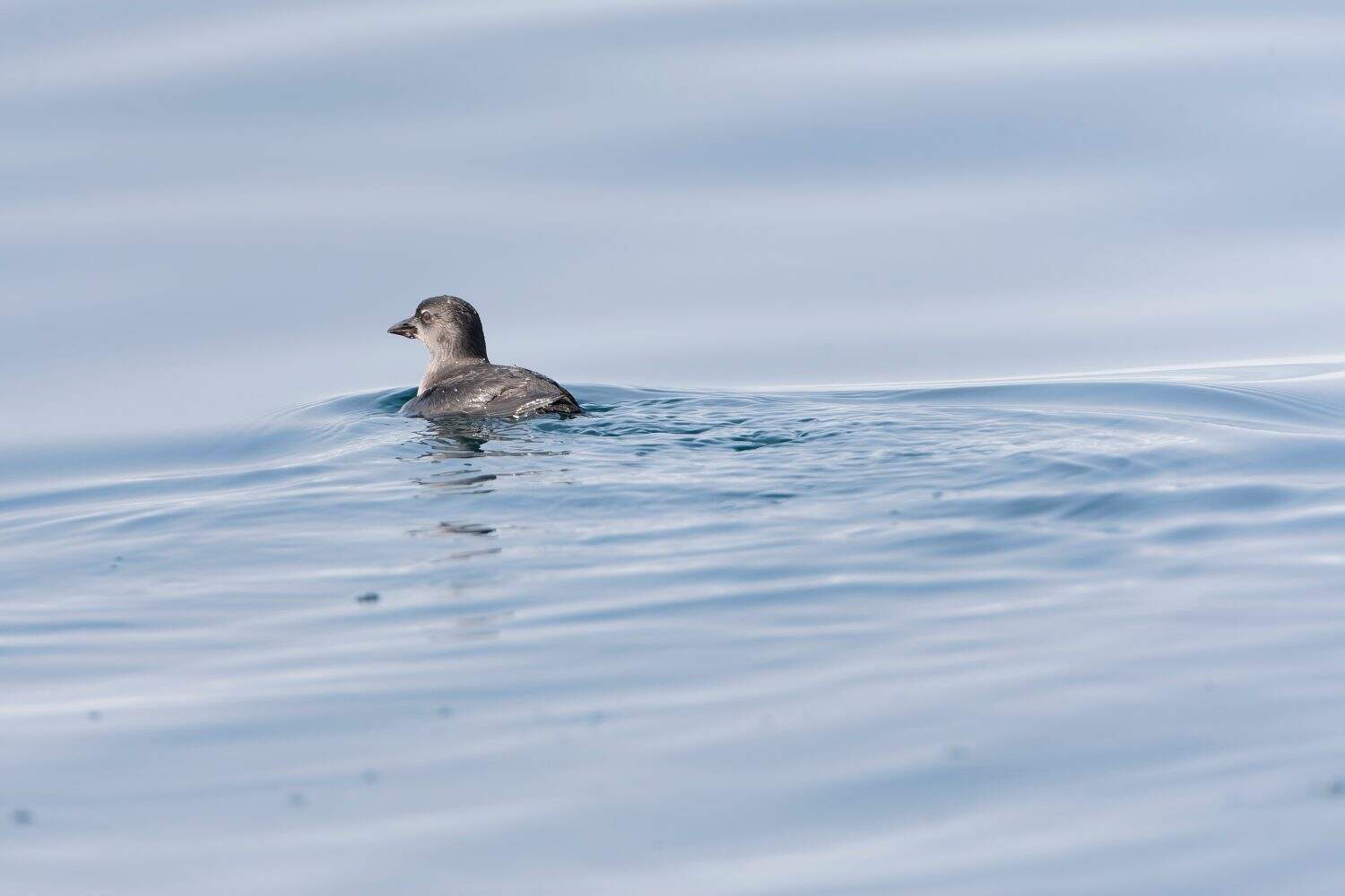 Cassin's Auklet, Ptychoramphus aleuticus, swimming off the coast of California, USA