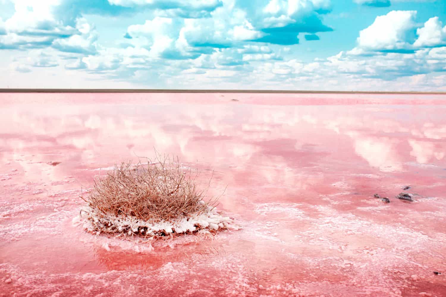 The pink lake is a beautiful landscape, unusual nature. A unique rare natural phenomenon. Salt lake with pink algae. Beautiful landscape.