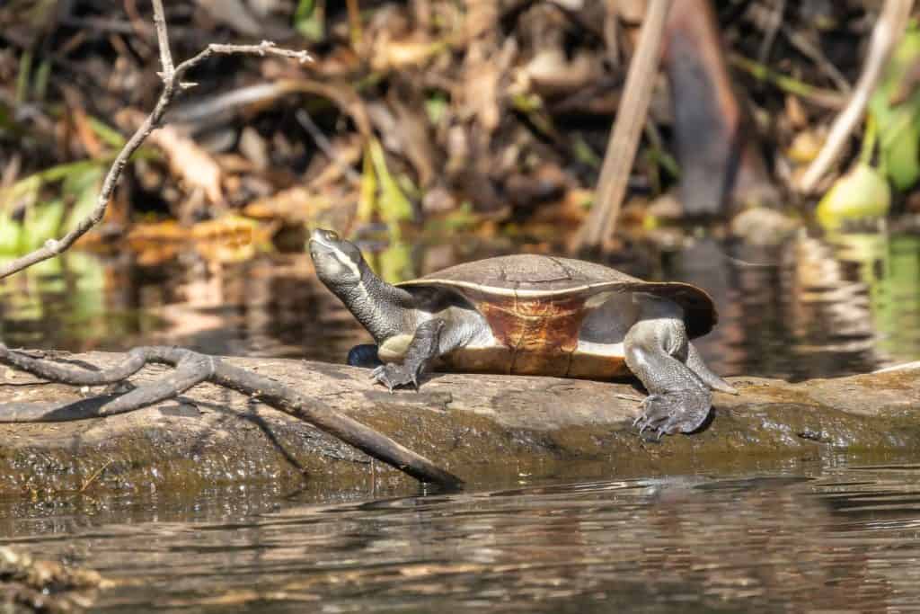 Female Australian Murray River Turtle basking on log