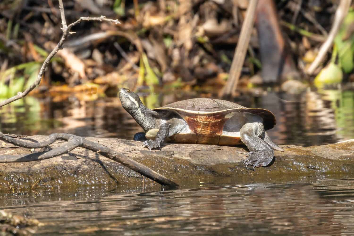 Female Australian Murray River Turtle basking on log