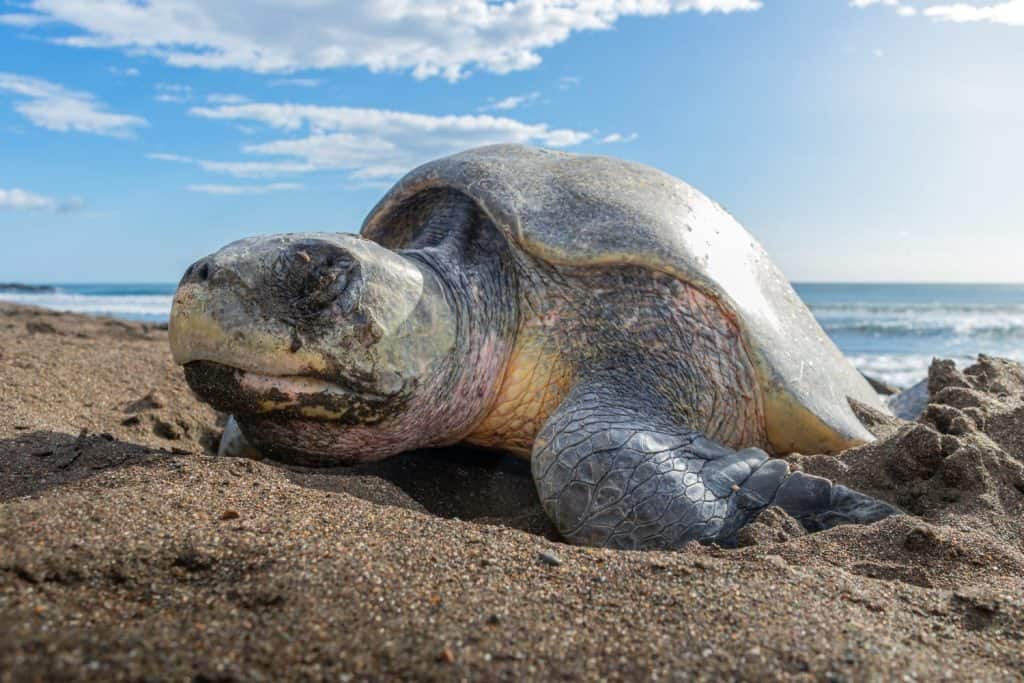 Olive Ridley Sea Turtle Costa Rica