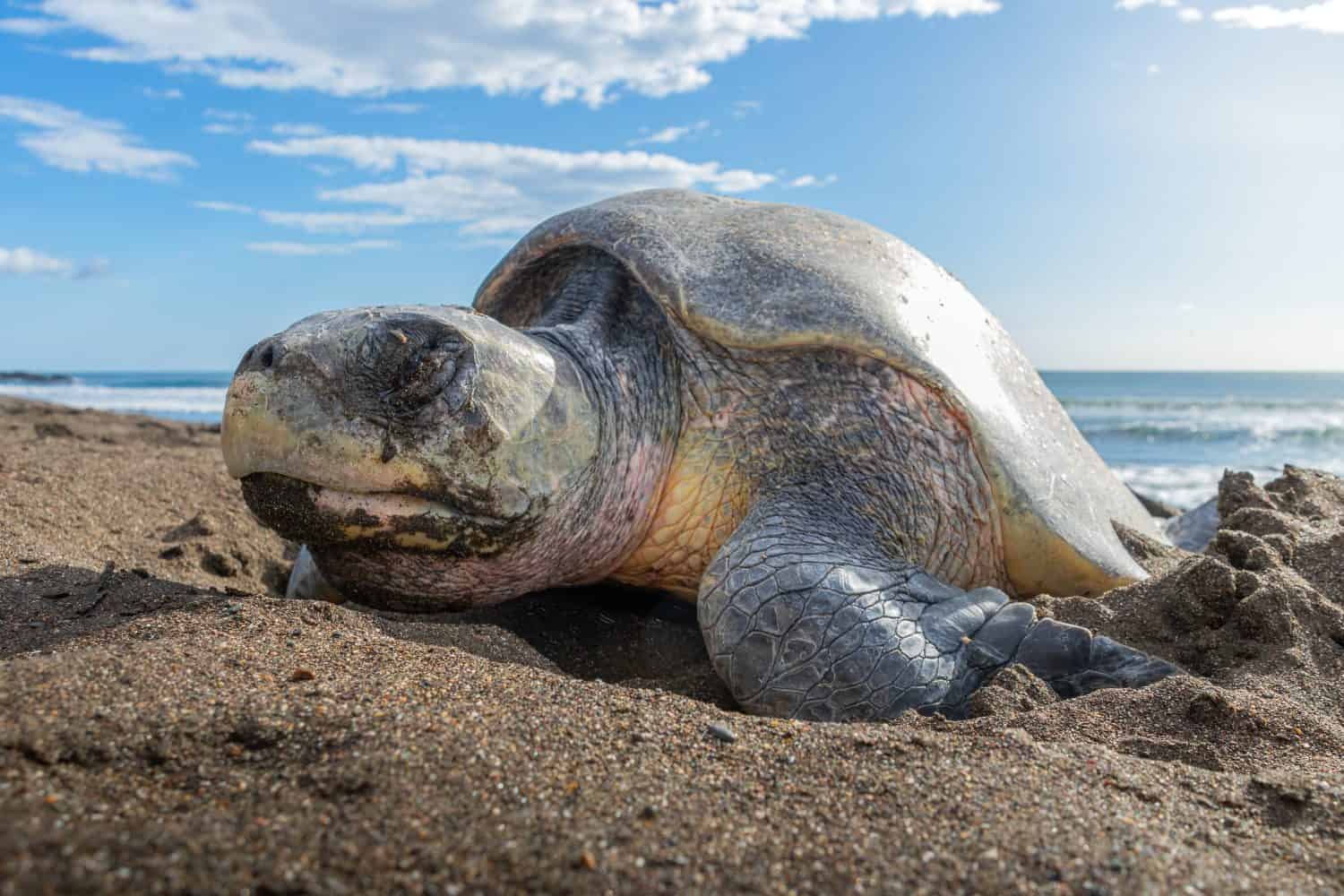 Olive Ridley Sea Turtle Costa Rica