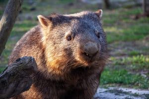 A common wombat in the sunlight