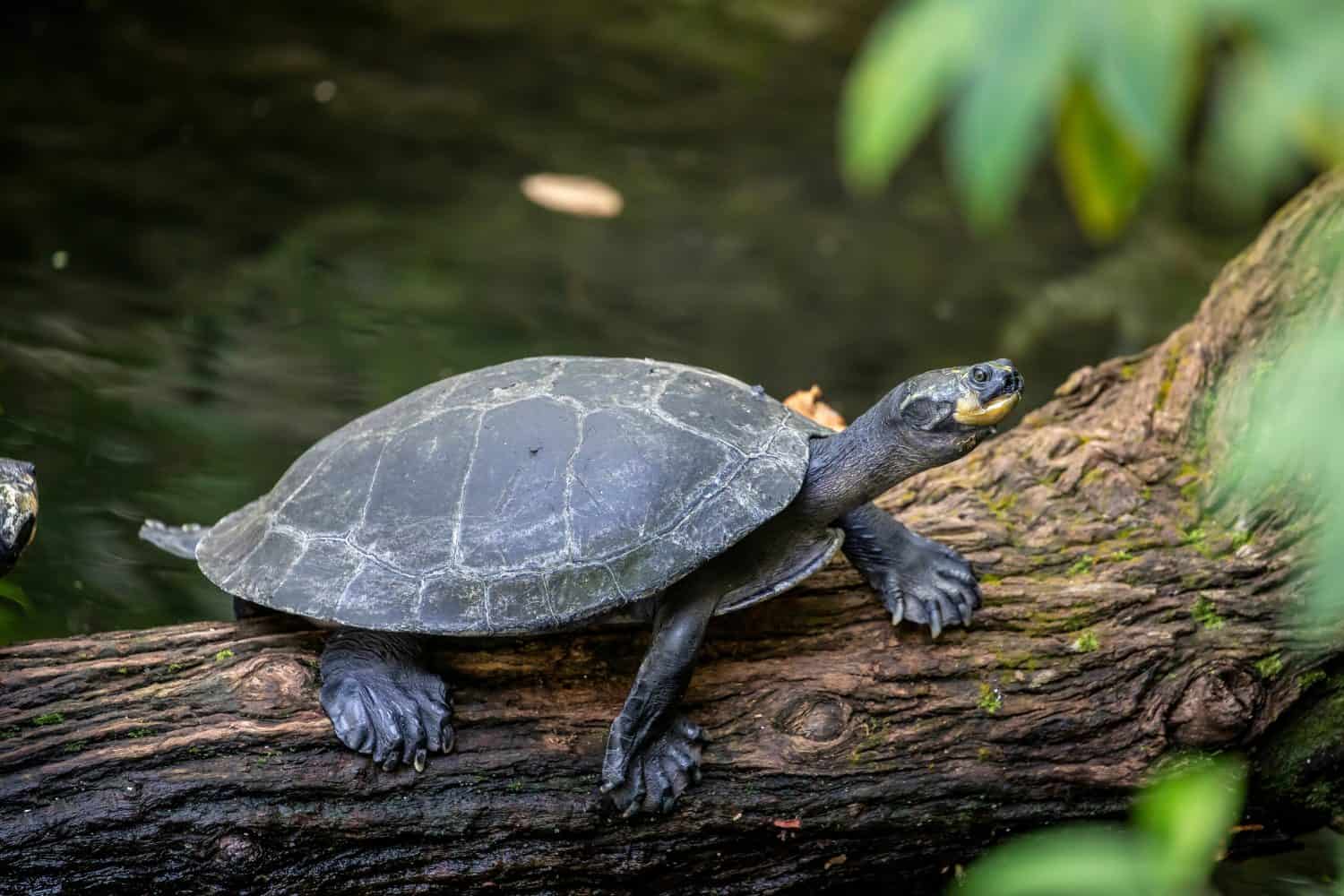 The yellow-spotted Amazon river turtle(Podocnemis unifilis).  One of the largest South American river turtles. Yellow spots on the side of its head give this species its common name.