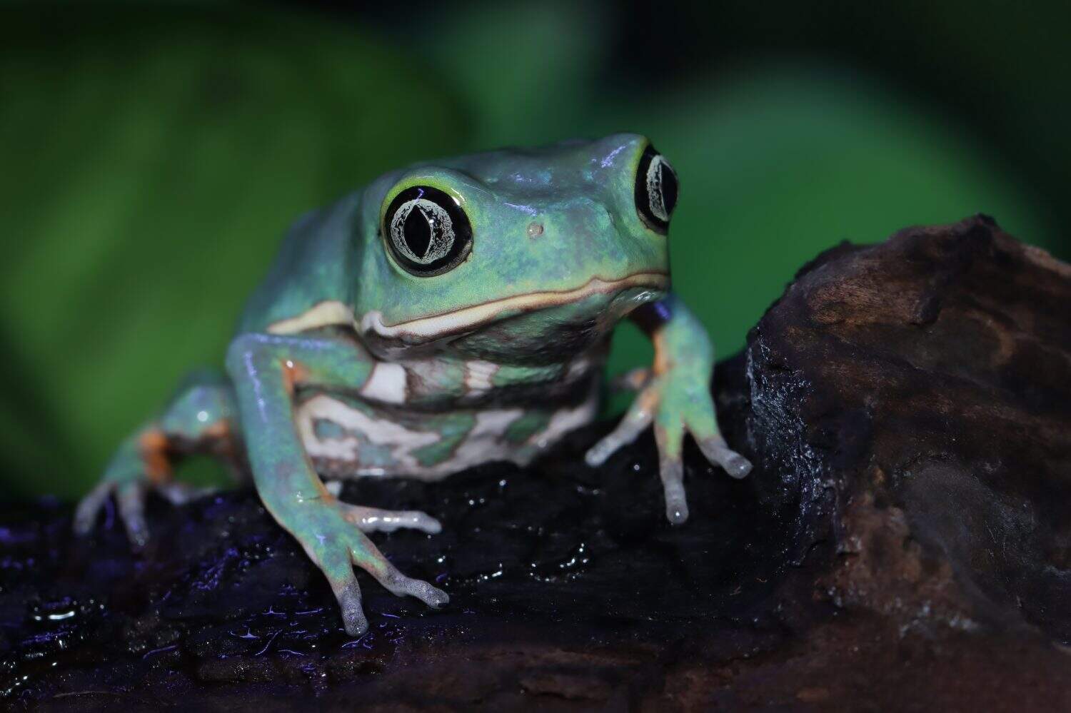 Phyllomedusa bicolor (waxy monkey) on branch, Phyllomedusa bicolor "Giant waxy monkey frog, Giant waxy monkey frog closeup