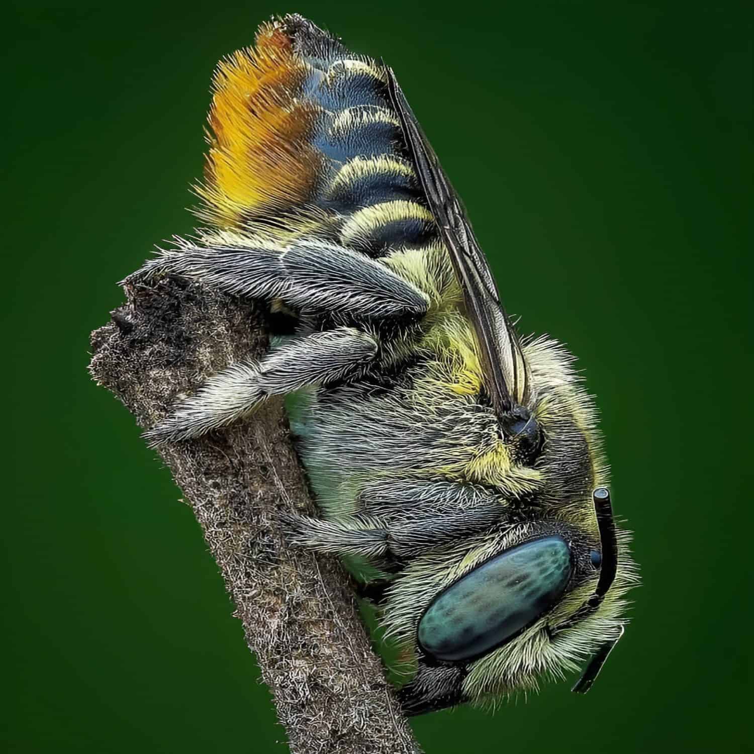 Megachile rotundata, alfalfa leaf cutter bee