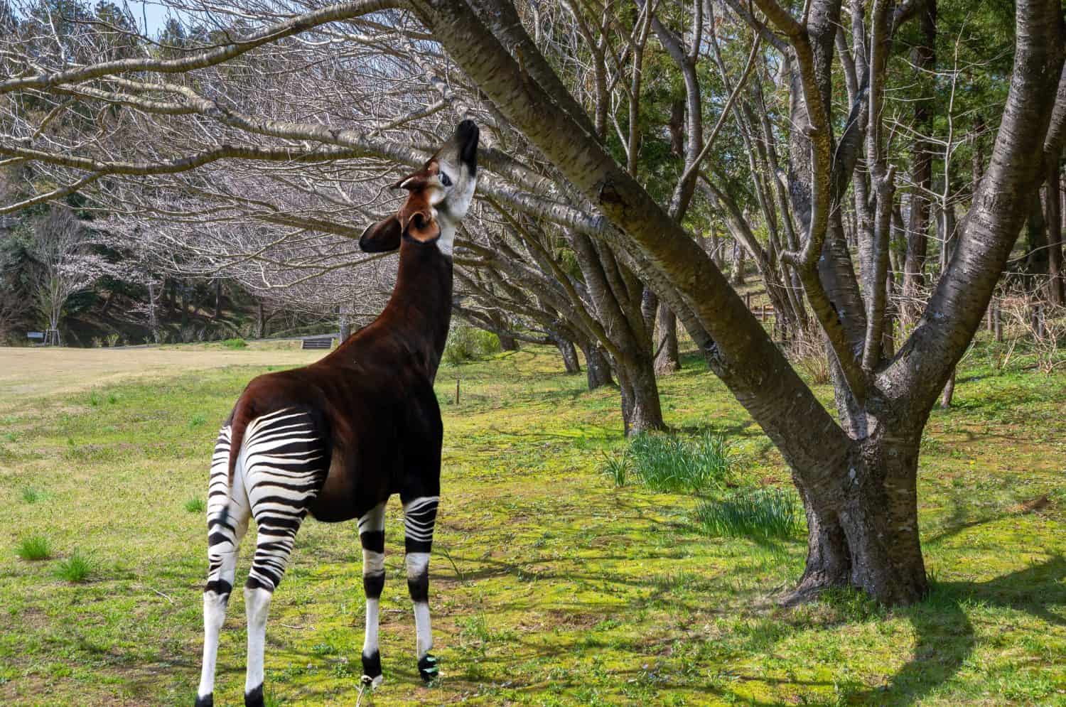 Single Okapi standing by  trees.