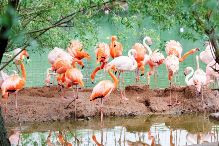 A flamboyance of pink and caribbean flamingos resting by the water at the Moscow zoo. Outdoor.