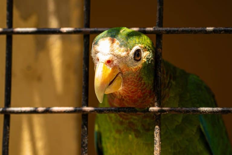 Caged parrot looking trough its cage