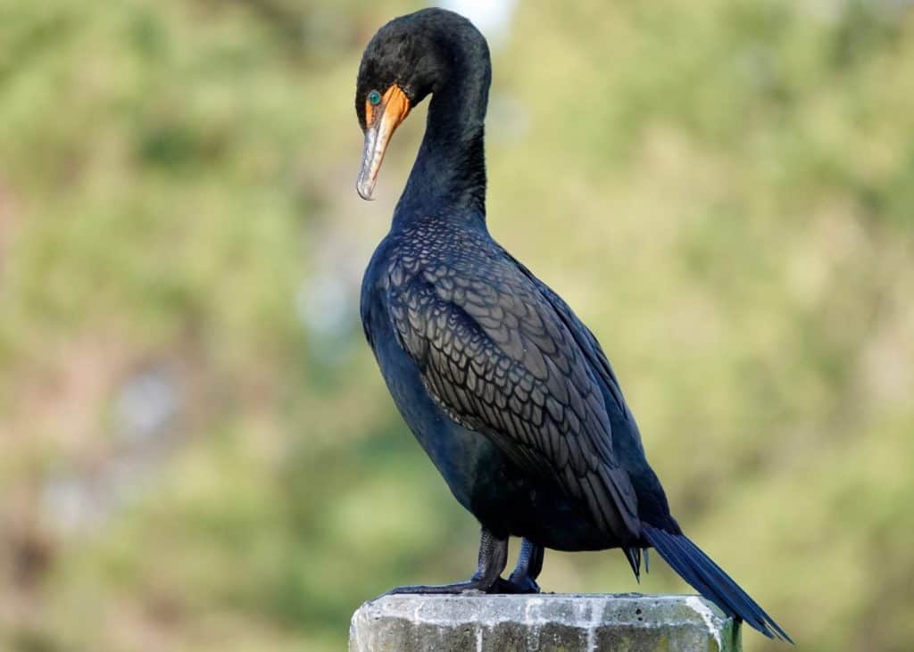 Double-crested Cormorant perched on a pillar in the bright morning sunlight at Jarvis Creek Park on Hilton Head Island.