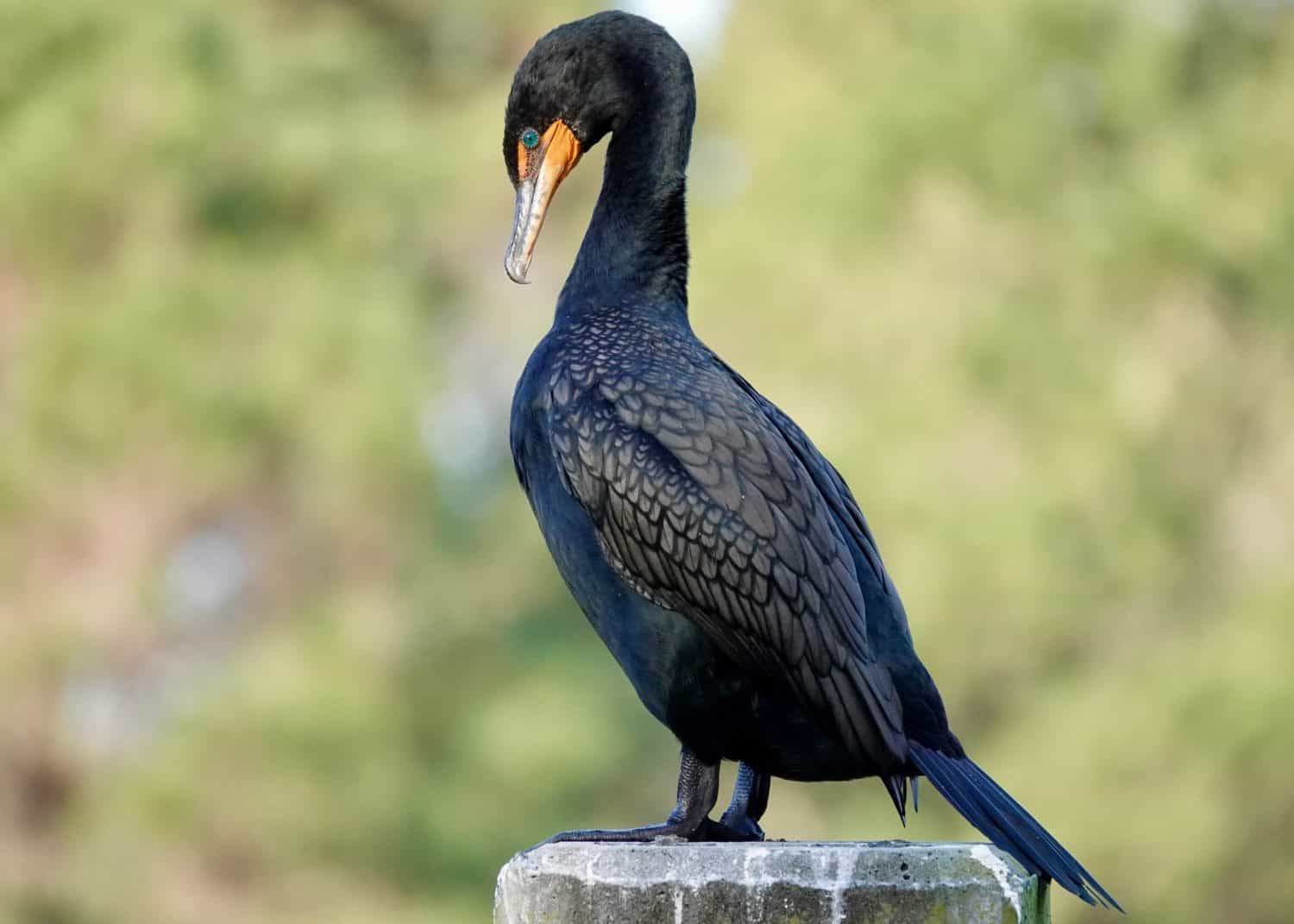              Double-crested Cormorant perched on a pillar in the bright morning sunlight at Jarvis Creek Park on Hilton Head Island.                  