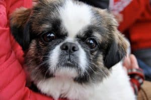 The Cava-Tzu is a mix between a Cavalier King Charles Spaniel and a Shih Tzu but tend to look a bit more like the latter, although it will depend on the dominant parent breed.