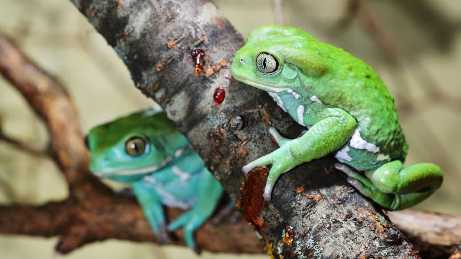 Waxy monkey leaf frog Phyllomedusa sauvagii