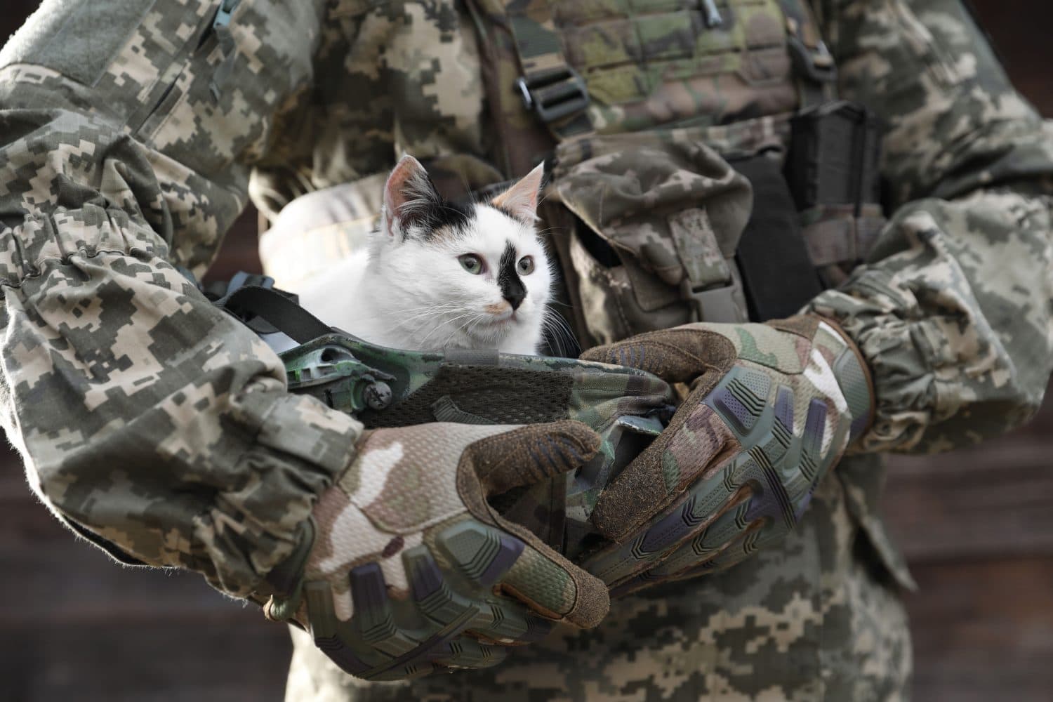 Ukrainian soldier rescuing animal. Little stray cat sitting in helmet, closeup