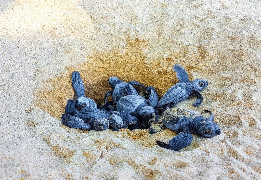 Many small baby turtles crawl out of the sand nest to the sea in Mirissa Beach Matara District Southern Province Sri Lanka.