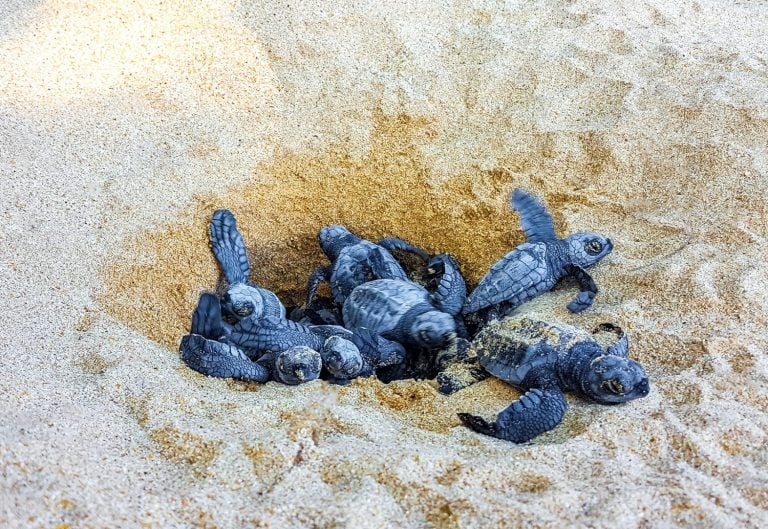 Many small baby turtles crawl out of the sand nest to the sea in Mirissa Beach Matara District Southern Province Sri Lanka.