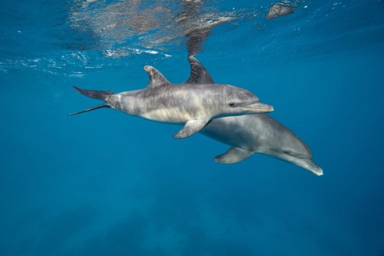 Common bottlenose dolphin tursiops truncatus underwater
