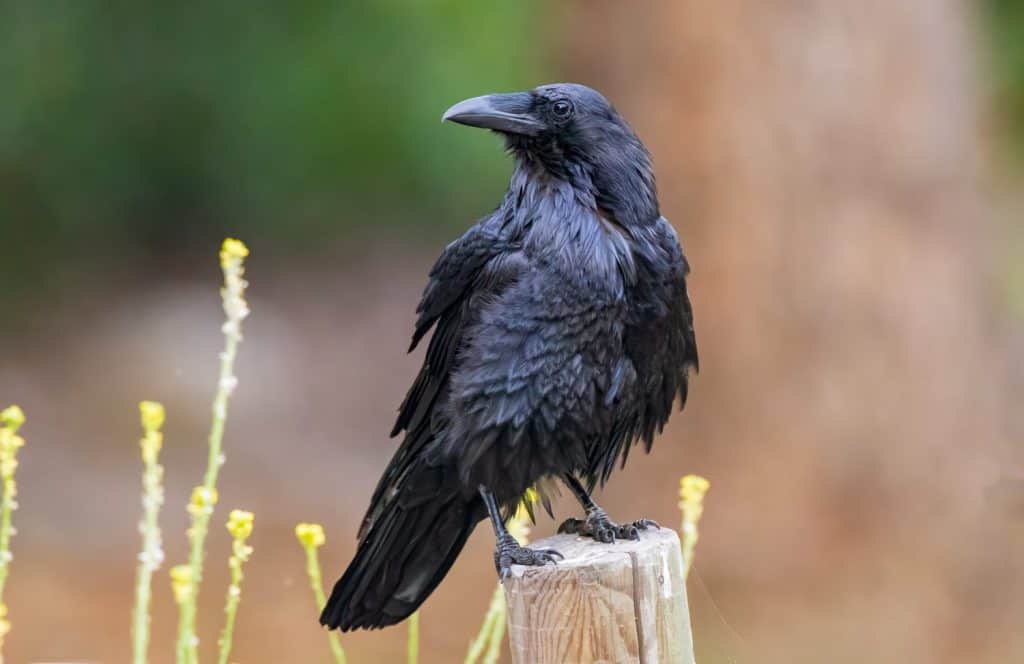 Common Raven looking for Food