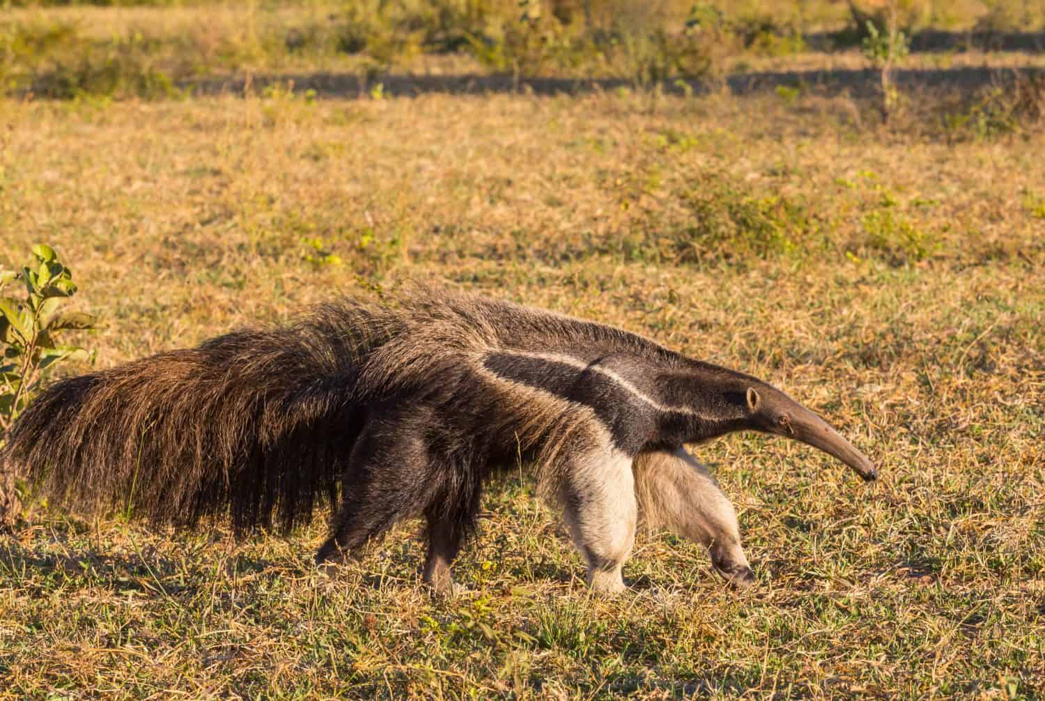 Anteater in Brazilian Pantanal, South America