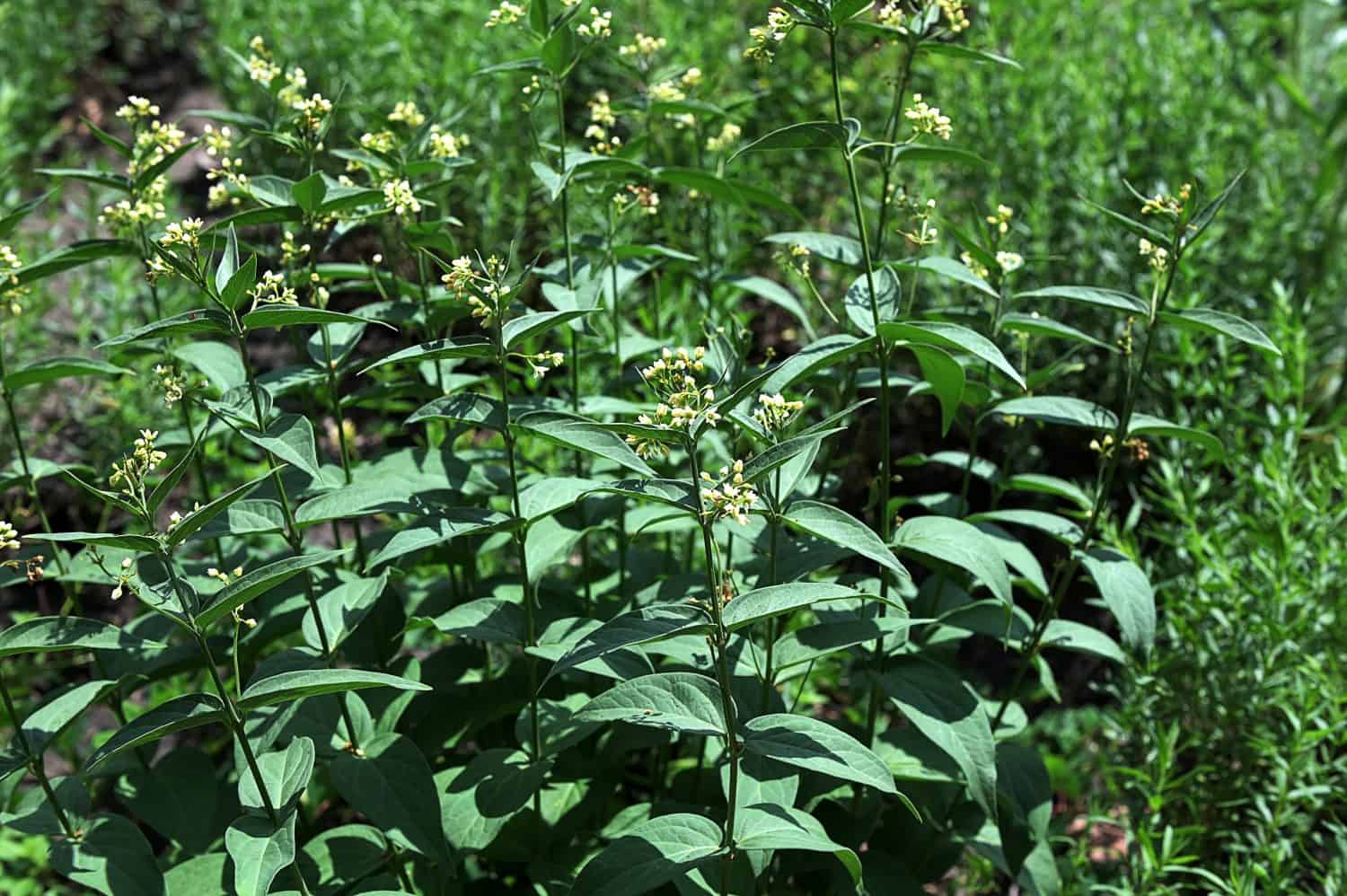 Vincetoxicum hirundinaria. Close up of white swallow wort.Vincetoxicum in the family Apocynaceae.