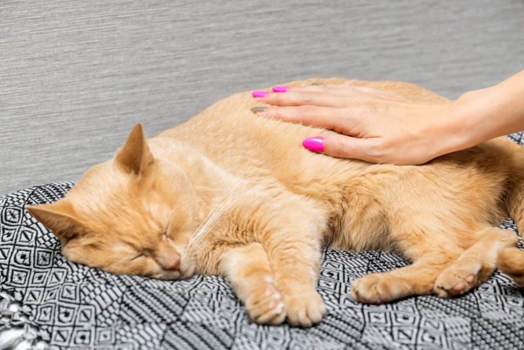 woman's hand stroking a sleeping cat, close-up. domestic cat is sick. caring for a domestic cat