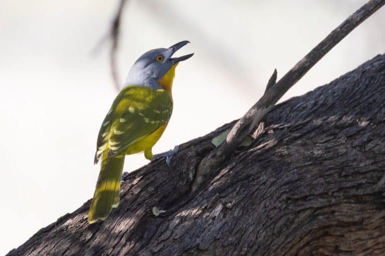 Grey-headed Bushshrike, Grey-headed Bush-shrike (Malaconotus blanchoti) perched on branch singing, Limpopo, South Africa