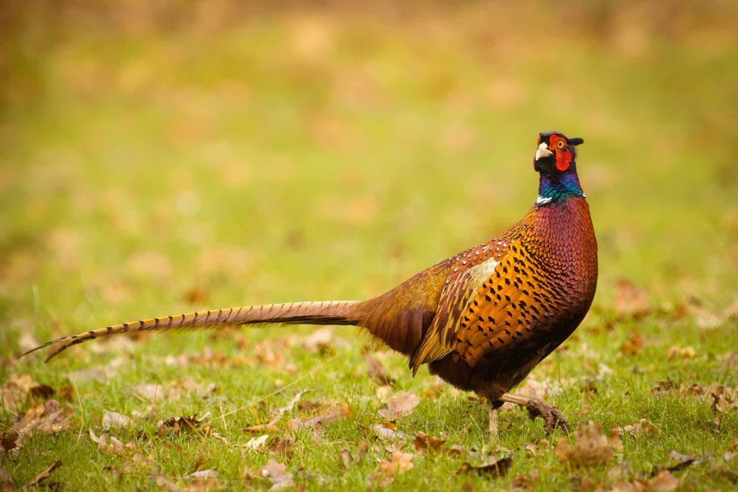A plump male pheasant standing in a field of grassy foliage
