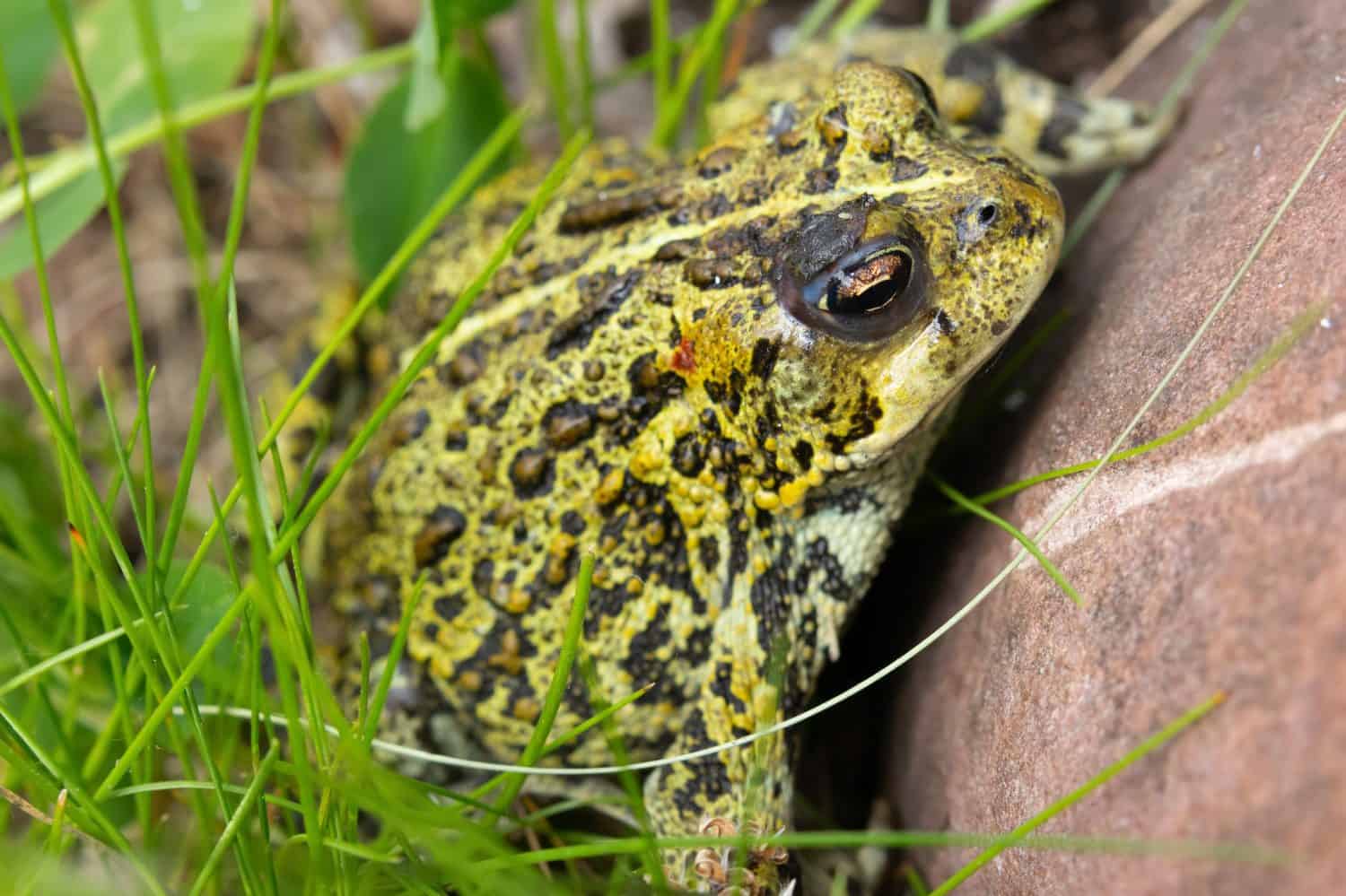 Boreal toad, subspecies of the Western toad (Anaxyrus boreas), is resting in a summer garden in grass at the rock.