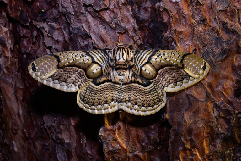 Masters of Mimicry: Moths That Perfect the Art of Disguise - A-Z Animals