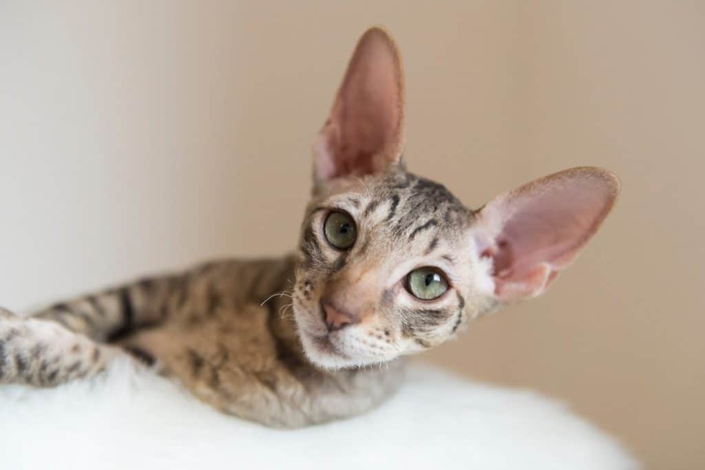 Portrait of a Cornish Rex Kitten