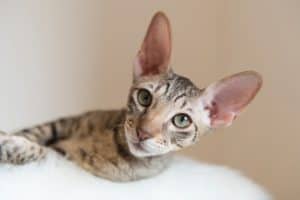 Portrait of a Cornish Rex Kitten