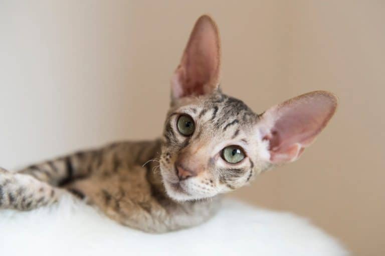 Corn Rex Cat (Cornish Rex)