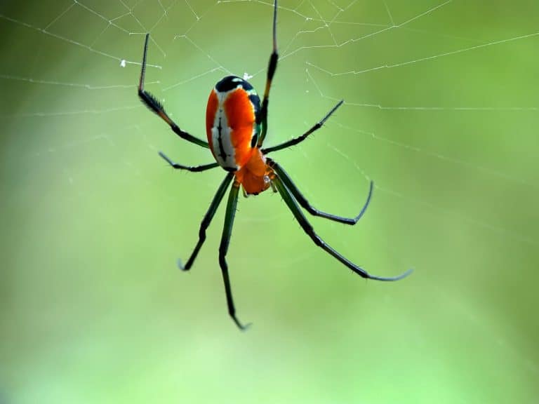 Close up spider orbweaver garden, spider in web, spider ( Leucauge venusta )