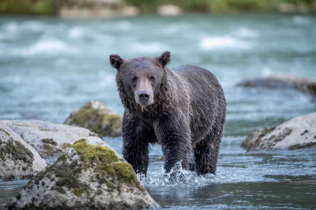Brown grizzly bear hunting salmons in the creek